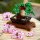 LEGO Creator Expert Bonsai Baum 10281